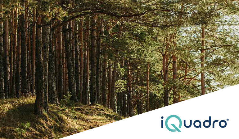 progetto foresta iquadro